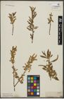 Foto von Salix alba L.